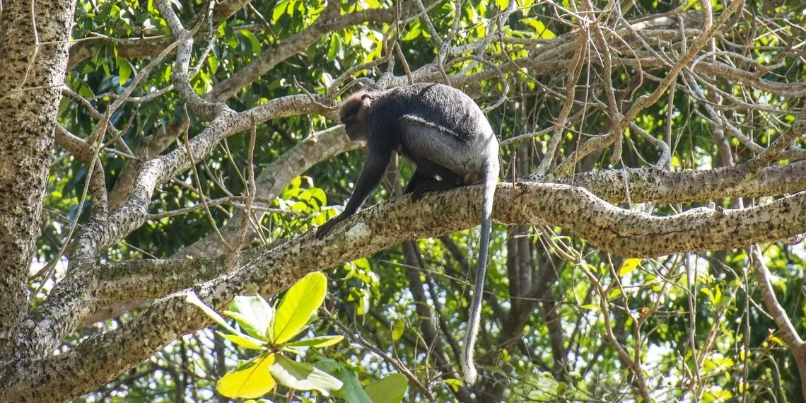 Haritha Villas & Spa Haritha Villas & Spa